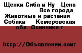 Щенки Сиба и Ну › Цена ­ 35000-85000 - Все города Животные и растения » Собаки   . Кемеровская обл.,Осинники г.